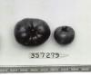 Click for 1 image(s) for this accession. FRUIT